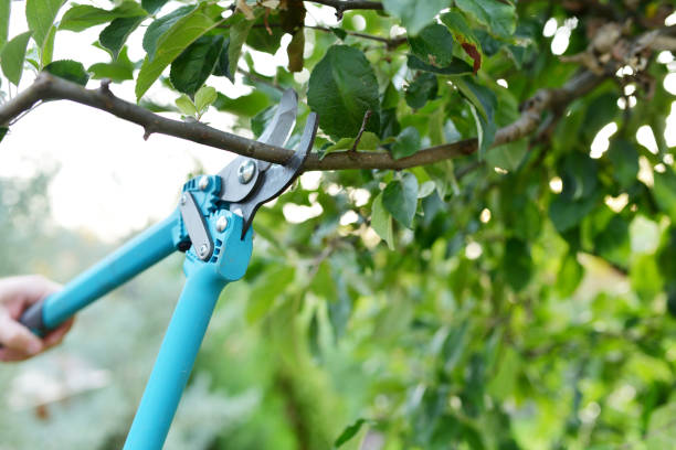 Professional Tree Service in Doa Ana, NM